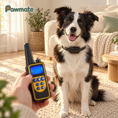 Border collie wearing the training collar receiver while the owner holds the remote